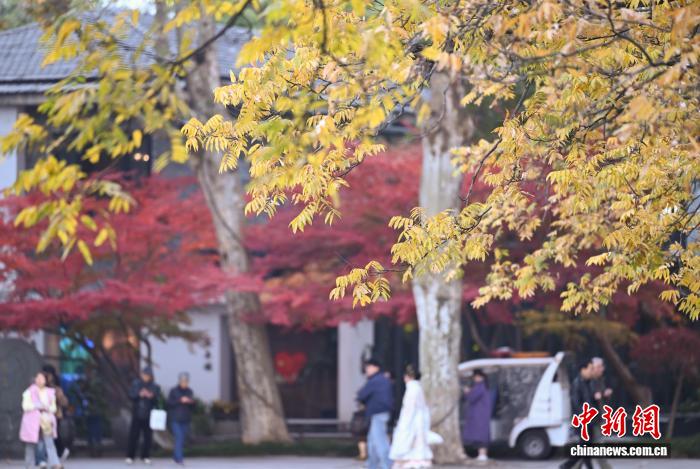 BT8博龍娛樂：江南鼕日 杭州西湖林木斑斕景色迷人